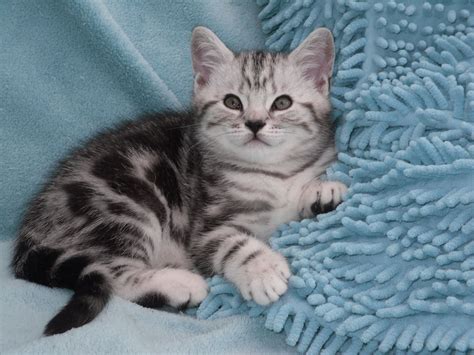 Any color blue blue flame pt seal lynx pt seal pt silver tabby seal pt blue blue silver spotted lynx pt seal pt. Stunning Silver Tabby Kittens | Plymouth, Devon | Pets4Homes