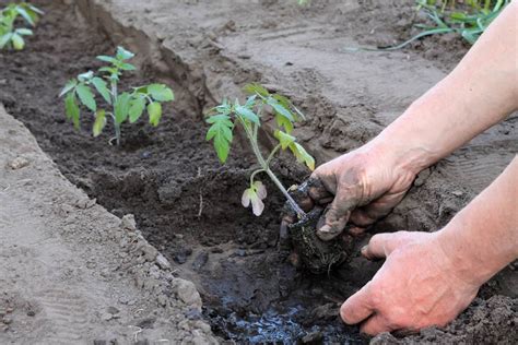 Top 11 How To Plant Tomatoes In The Ground