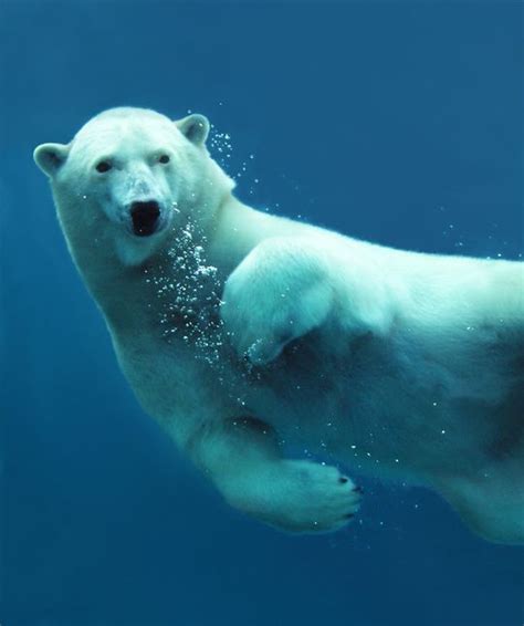 Protect The — Save Arctic Wildlife Blog Polar Bear Polar