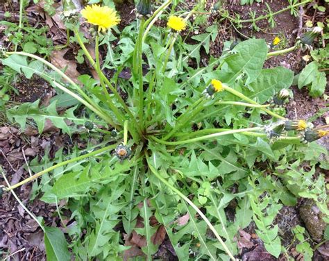 Dandelion Is One Of The Most Common Wild Plants To Forage For Its