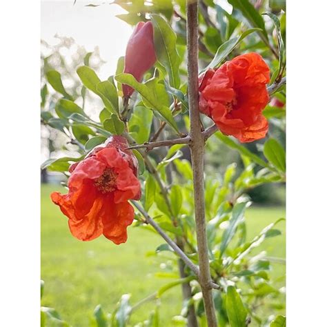 Southern Planters Russian Pomegranate Tree In 287 Quart Pot In The