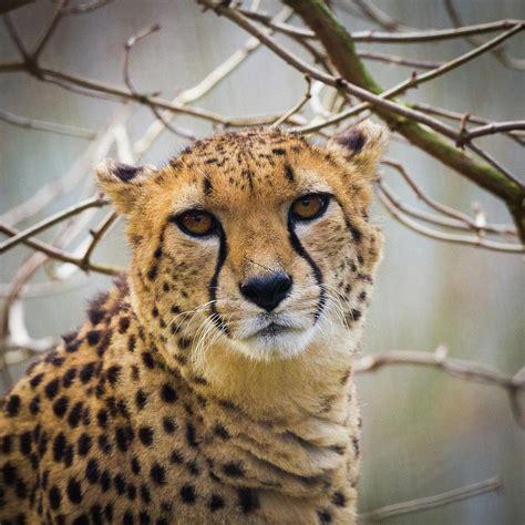 Cheetah Photograph By Peter Orr Photography Fine Art America