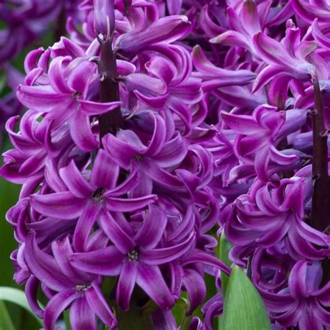 Pin By Angela Switala On Meemaws Flowerbed Purple Sensation Perennials