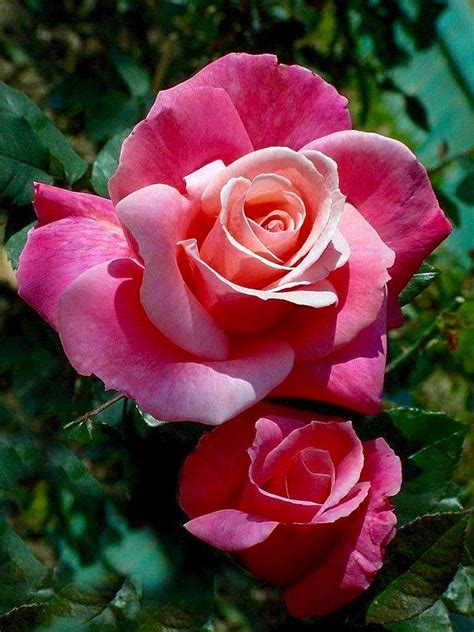 Stunning Two Toned Rose With Images Beautiful Flowers Rose Flower
