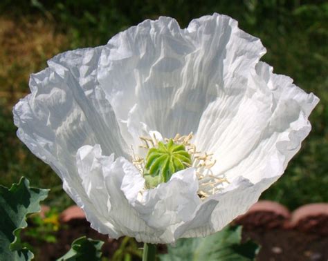 Persian White Poppy Seeds