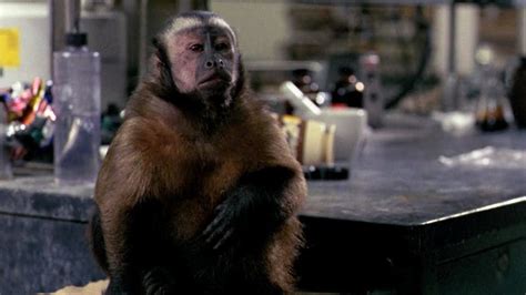 Monkey Shines Review Movie Empire