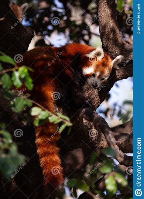 Rare Red Panda Sitting On Branch In Park Outdoor Stock Photo Image Of