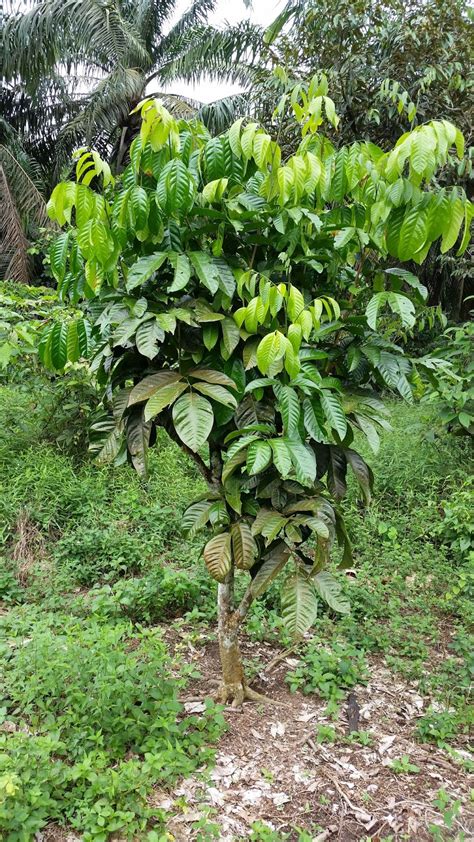 Pokok durian yang ditanam dari benih cantuman biasanya mengeluarkan hasil pada tahun ke kaedah utama pembiakan klon pokok durian adalah dengan menggunakan kaedah cantuman mata. Warisan Petani: Anak Pokok Buah-buahan