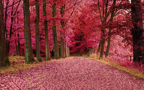 Fall Foilage Path Pink Trees Hd Nature 4k Wallpapers