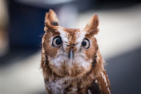 12 Bizarre Facts About Owls
