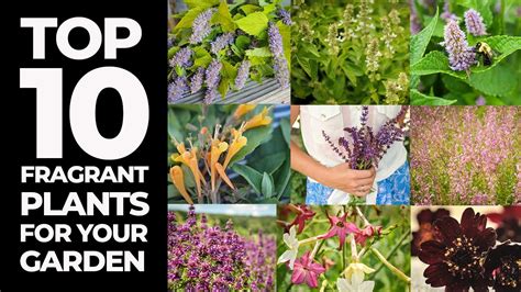 Top Ten Fragrant Plants For Your Garden Youtube