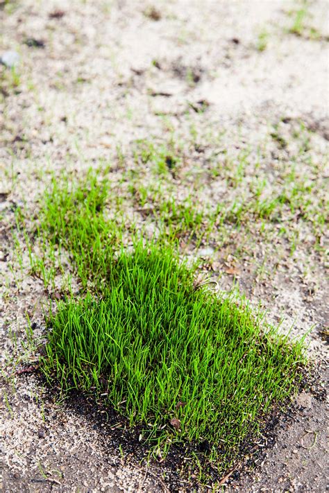 Grass Patch On Soil By Stocksy Contributor Eldad Carin Stocksy