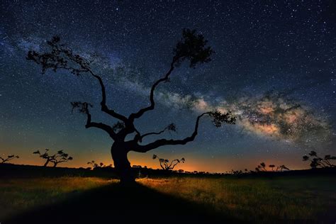 The Milky Way Galaxy Above Trees In Salamanca Earth Blog