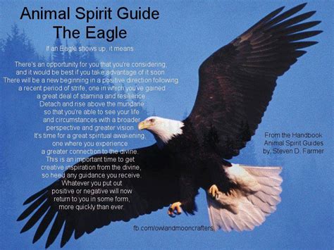 Animal Spirit Guide Bald Eagle Spirit Animal Totem Animal Spirit