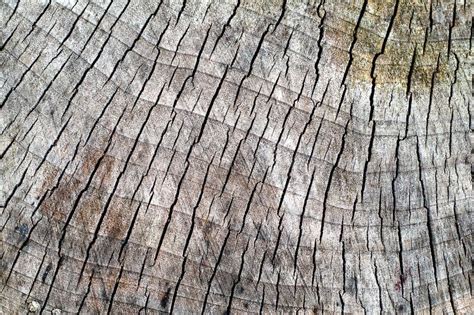 Cracked Pine Tree Trunk In Cross Section Stock Photo Image Of Full