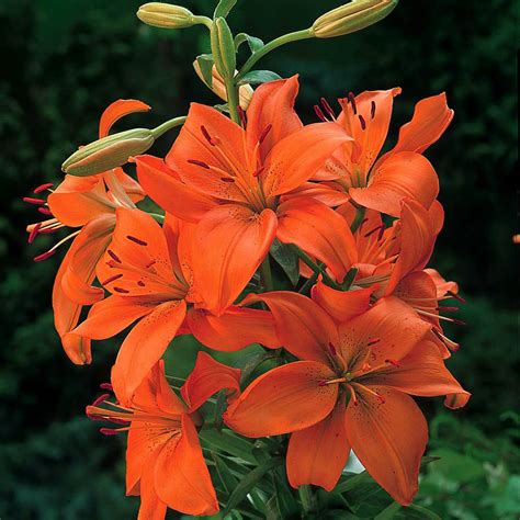 Lilium Lily Asiatic Orange 1 Bulb Garden Seeds Market Free Shipping