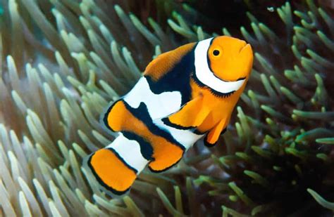 Percula Clownfish Amphiprion Percula Ultimate Care Guide