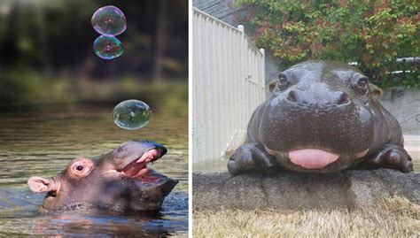 12 Baby Hippo Pictures That Will Make You Smile In Ways You Never Knew Possible Nature And