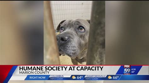 Marion County Humane Society At Capacity Seeks Adopters Youtube
