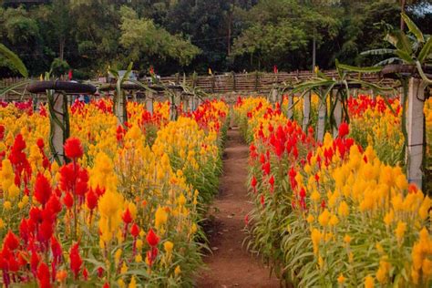 All online bouquet and arrangements are made with fresh flowers by our expert florist. Flower Farm In Tanay Rizal | Best Flower Site