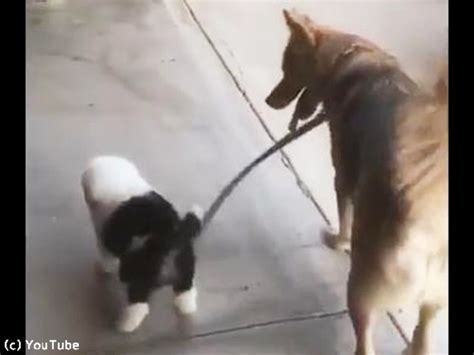 ちっちゃな子犬の散歩に付き合ってあげる大きな犬（動画）らばq