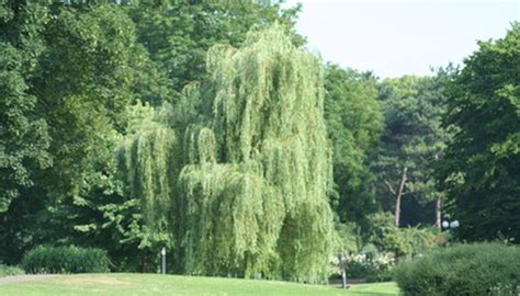 Willow Trees Garden Guides