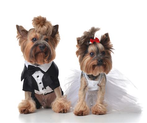 Include Your Puppy In Your Wedding 5 Adorable Ways To Make It Happen