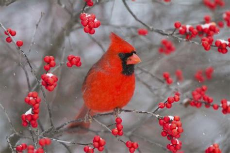 Northern Cardinal Male In Common Winterberry Bush In Winter Marion