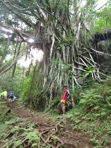 Makiki Valley Loop Trail Offers Cool Green Escape To Honolulu Area