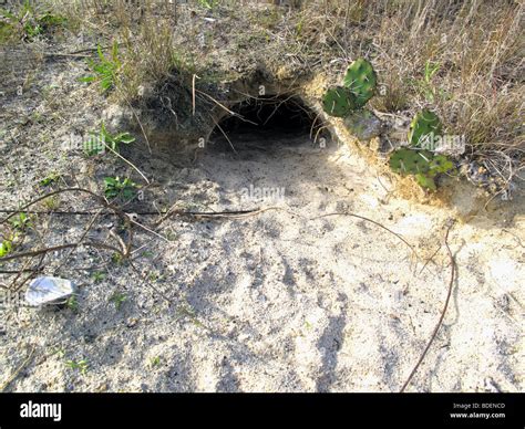 Gopher Burrow High Resolution Stock Photography And Images Alamy