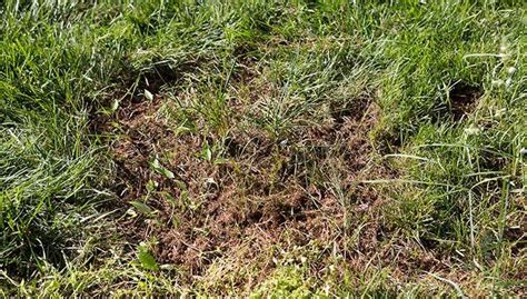 How To Repair Bare Spots In Your Lawn Lowes