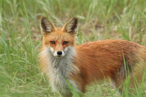 Red Fox Vixen Photograph By Teresa Mcgill