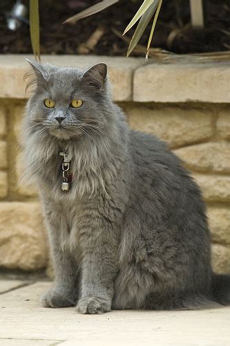 Longhair cats certainly require more maintenance than their shorthair counterparts, but there is typically a sense of luxury or even a majestic presence associated with the long hair breeds. British Longhair cat breed: British Longhair cat breed