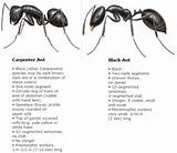 Carpenter Ants Vs Regular Ants Photos