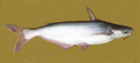 Frozen Foods Exports Pangas Fish