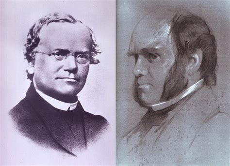 Mendel Darwin E Il Conflitto Inventato Oggiscienza