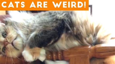 Cats Are Weird Silliest Cat Compilation 2018 Funny Pet Videos Youtube