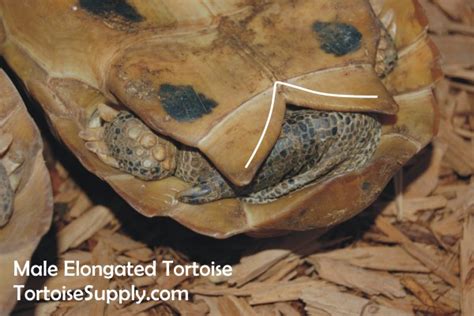Sexing Your Tortoise How To Determine The Sex Of Your Tortoise