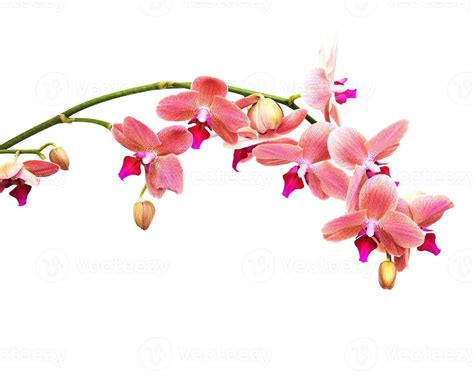 Pink Orchids Flowers 5743051 Stock Photo At Vecteezy