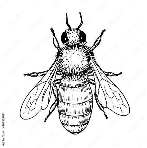 Black And White Honey Bee