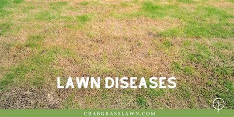 Why Is My Grass Turning Yellow 13 Reasons And How To Fix Crabgrasslawn