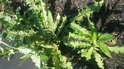 Help Identifying Wild Opium Lettuce Youtube