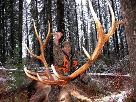 Best Montana Rifle Elk Hunts Montana Hunting Outfitter
