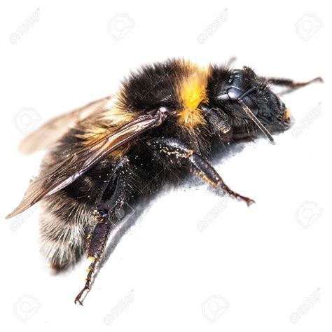 A Large Black And Yellow Bee Laying On Top Of Its Back Legs Stock Photo