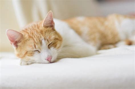 How Much Do Cats Sleep Learn All About Cats Sleeping Habits Cute