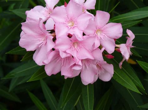 Nerium Oleander Single Pink 200mm