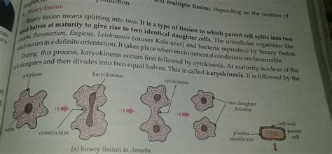 Due to the extremely diverse nature of amoebae, the various species of amoebae reproduce using a variety of different by far the most common form of asexual reproduction employed by amoebae is binary fission. draw a diagram of the stage of binary fission in Amoeba in ...