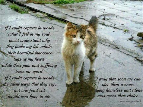 Pet Loss Poems Cat Your Pet