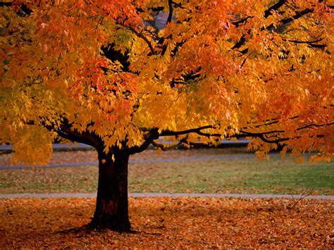 Yellow And Orange Leaves Tree Hd Wallpaper Wallpaper Flare