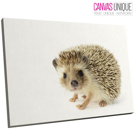 A359 Adorable Young Hedgehog Animal Canvas Wall Art Framed Picture